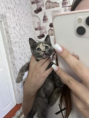 хара: Сиам, 1 айлык, Ургаачы, Таш бака, Лотокко барууга үйрөтүлгөн — 1