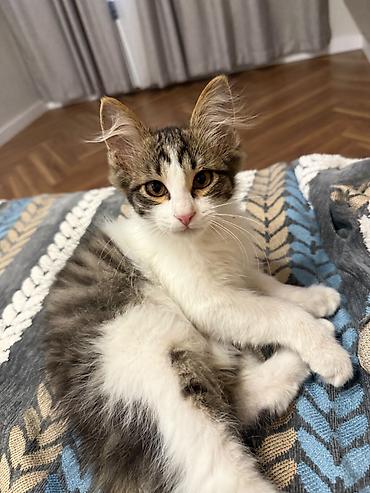 Мышыктар сатылат: Пушистый 4-месячный котенок 🐈‍⬛ Возраст: 4 месяца Пол: мальчик — 1