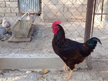 Xoruzlar: ROD İSLAND ve AVSTRALOP. cavan xoruzlar.sarilir.ve öz cinsi ferelerlə — 8