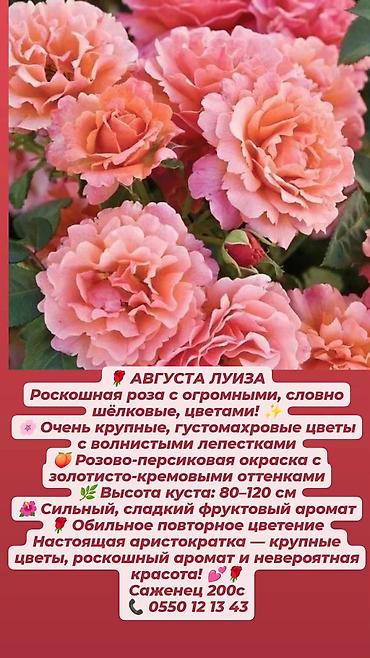 Прожекторлор: Кустовые розы в наличии. Отправляю саженцы по Кыргызстану. Цена на — 4