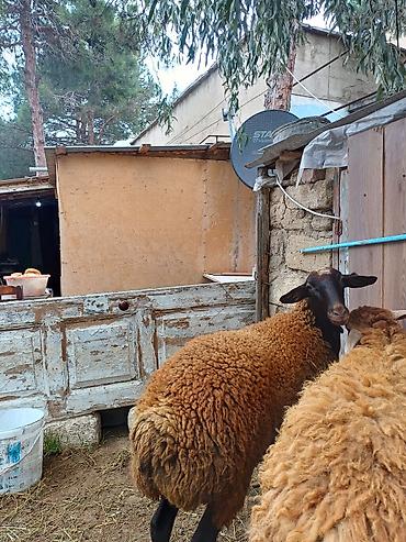 doşan satışı: Erkək, il: 1, 45 kq, Damazlıq, Ödənişli çatdırılma — 8