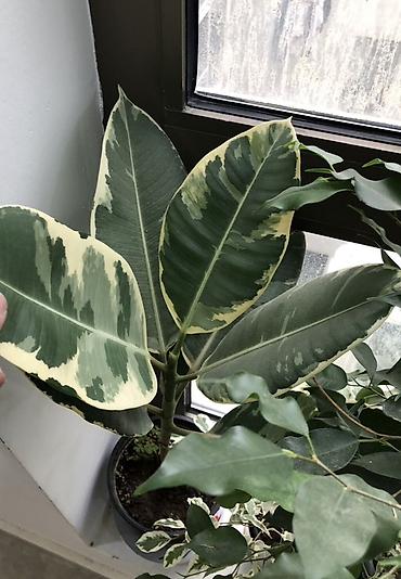 torf satilir: Bitkilər – Ficus elastica “Tineke” (variegat) - Növ: Ficus elastica — 1