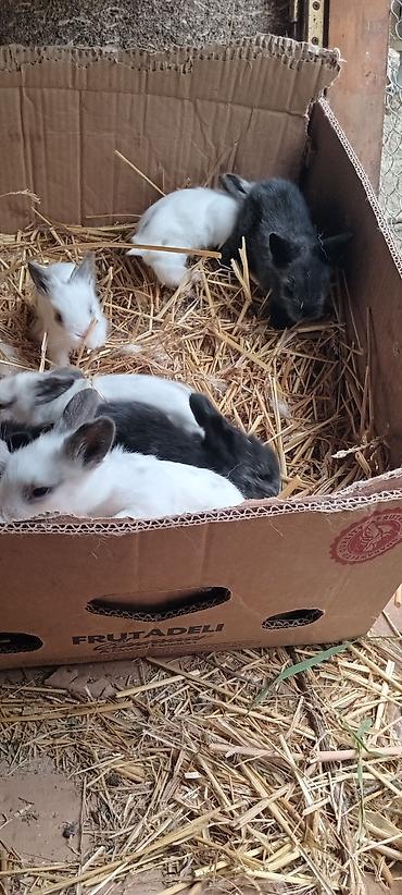 Dovşanlar: Temiz. qan. ankolka. balaları. satılır. 25 m — 2