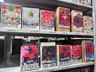 Садовые цветы и кустарники: Луковицы цветка: Лилейники — 8