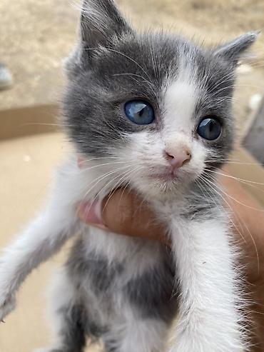 Они живут на улице ходят на песок активные много кушают Котята