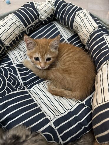 котенка в добрые руки: Беспородная, 2 месяца, Девочка, Рыжий