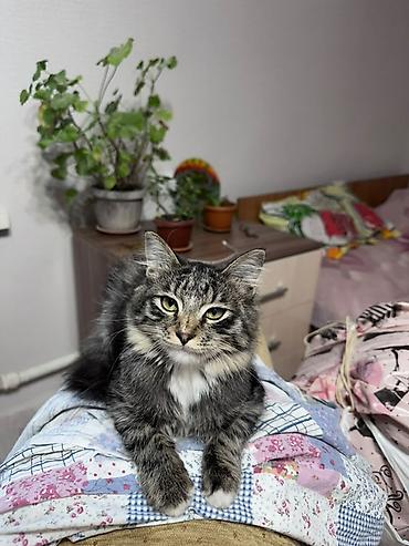 кошка малинкый: Кошка даром: Беспородная, 4 месяца, Мальчик, Приучена к лотку — 6
