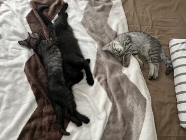 животные котенок: Беспородная, 3 месяца, Девочка, Черный, Приучена к лотку