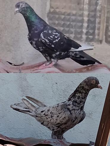 Əbrəşlər satılır ikisi birlikdə 20 manat. Whatsap aktivdir ciddi alıcı lalafo.az -da Əbrəşlər satılır ikisi birlikdə 20 manat. Whatsap aktivdir ciddi alıcı