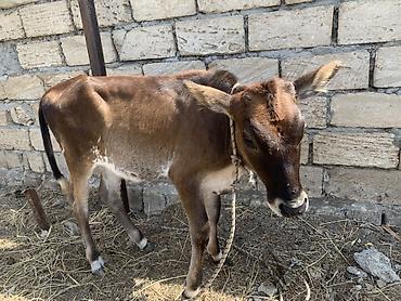 cücə və xoruz təmsil: Simental tipli ləkəli inək və buzov dəsti - Növ: Süd istiqamətli — 5