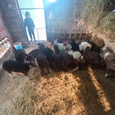 Quzu: Salam hervaxdız xeyir saxlamlıq quzularm cxdı satqa isdiyen elaqe — 27