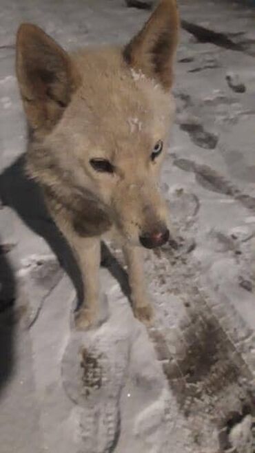потерялась собака бишкек: Бишкек В районе Красного строителя бродит белая собака, кобель с