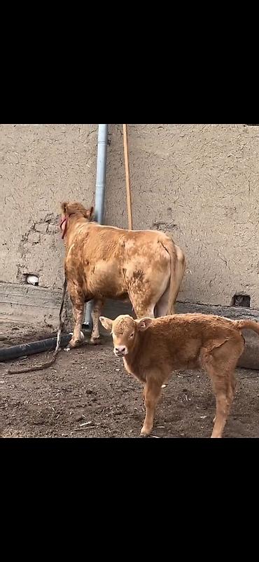 Inəklər, öküzlər: Satlıq heyvan – inək ilə buzov dəsti - Növ: inək və yanında erkək — 2