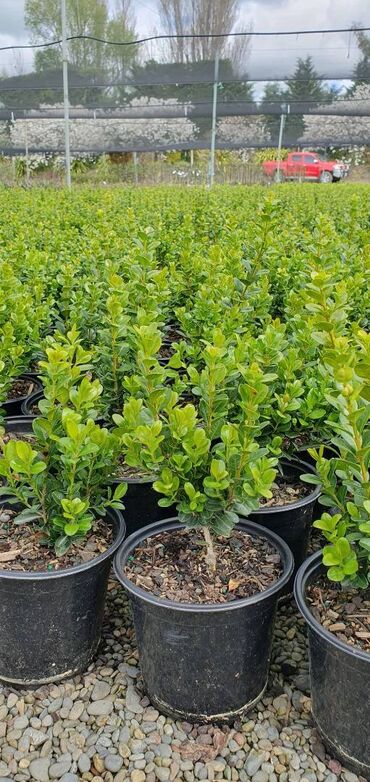 dekorativ bitkilər: Buxus (şümşad) kolları satılır. Böyük sayda sifariş mümkündür. Kollar