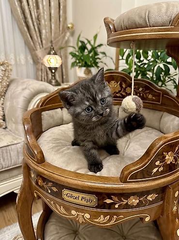 Pişiklər: Şotland, Erkək, Dişi, Ünvandan götürmə — 8