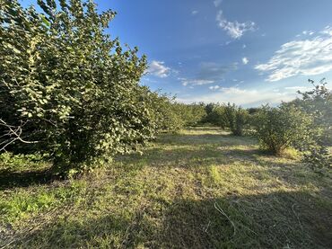 Kirayə torpaq sahələri: Kənd təsərrüfatı -da lalafo.az — 16 Kirayə torpaq sahələri: Kənd təsərrüfatı — 16