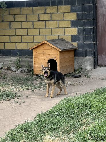 верхняя одежда для мальчиков эрдэнэт: Бельгийская овчарка, 6 месяцев, Самец, С прививкой