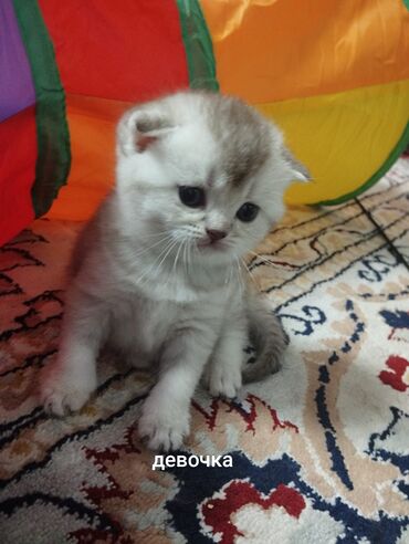 вислоухие котята: 🐾Открыта бронь на очаровательных шотландских вислоухих и прямоухих