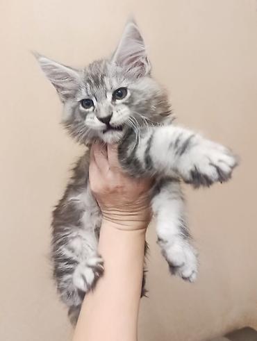 Продажа кошек: Возраст 2 месяца, мальчик.Породистый котёнок мейн-кун, серебристый — 3