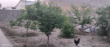 Продажа домов: Дом, 180 м², 5 комнат, Собственник, Евроремонт at lalafo.kg — 11 Продажа домов: Дом, 180 м², 5 комнат, Собственник, Евроремонт — 11