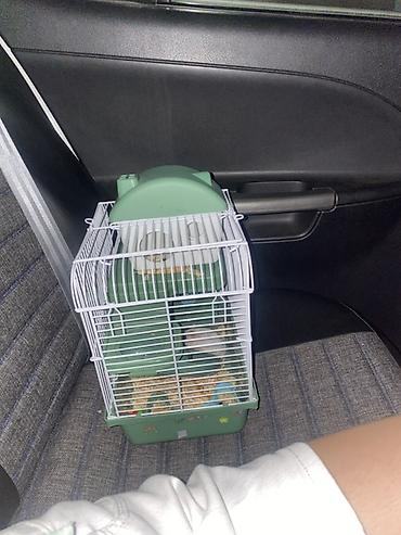 qara toyuq sortu: İki ədəd hamster satlr .Biri ağ,biri boz.Ustundə ikimərtəbəli — 1