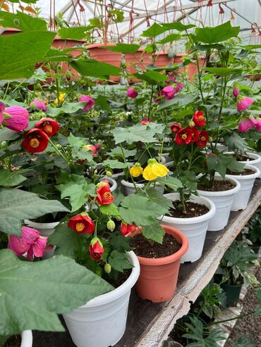 Другие комнатные растения: Комнатные цветы Огромный выбор сортов. 🌹Оптом и в розницу.Бишкек