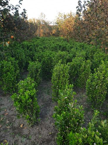 Çöl bitkiləri: Hedc üçün həmişəyaşıl dekorativ kollar boyu 100 və cm120 3azn — 4