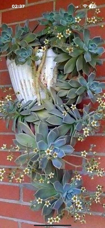 Otaq bitkiləri: Her nov guler var endirimnen verecem Gencedi istiyen yazsin satiş — 78