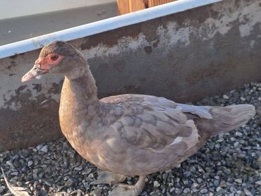 Digər heyvanlar: Lal ördəklər topdan satılır 210 dənə ördəkdir bir dənəsi 13 manat 90 — 11