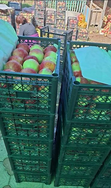 ящик для почты купить: В пластиковые ящики новые от производителя предсезонная распродажа 👍🏻 — 4