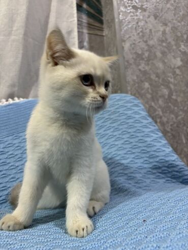 Pişiklər: Britan — 4