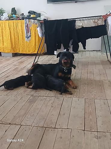 İtlər: Rotveyler, Peyvəndli — 16