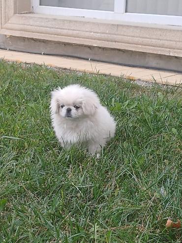 ag baliq qiyməti: Pekines — 5