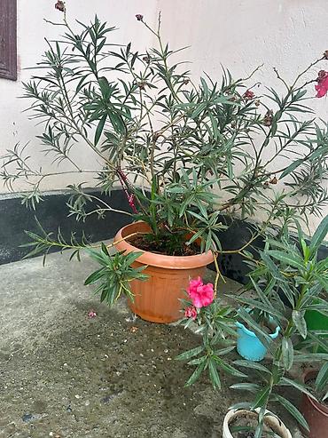 комтер: Олеандр (Nerium oleander) в горшках - Кустовые саженцы разной высоты — 4