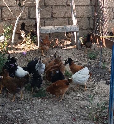 купить собаку в: 3ay yarımlıq kənd cücələri tam təbii və sağlam həm saxlamalı həm kəsim