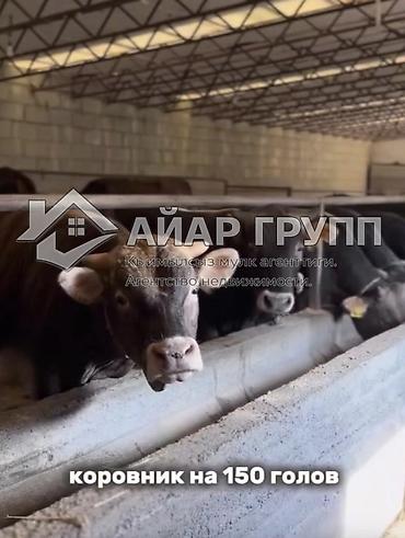 Коммерциялык мүлк: Мүйүздүү бодо мал фермасы, 240 соток, Иштеп жаткан, Жабдуулары менен, Скважина, Муздак суу, Электр энергиясы — 8