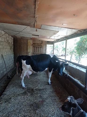 arpanın qiyməti: 3qarınadi bugün doğub super heyvandı 10 litr bulama sağmısam heyvan — 9