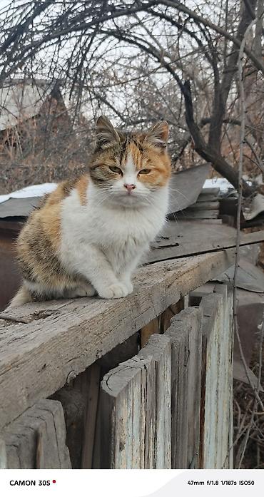 Отдам даром кошку: Кошка даром: Беспородная, Девочка at lalafo.kg — 5 Отдам даром кошку: Кошка даром: Беспородная, Девочка — 5