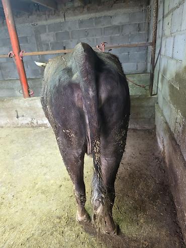 Коровы, быки: Продаю | Корова (самка) — 5