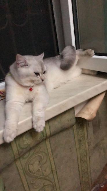 şinşilla pişiyi: Şinşilla, Erkək — 2