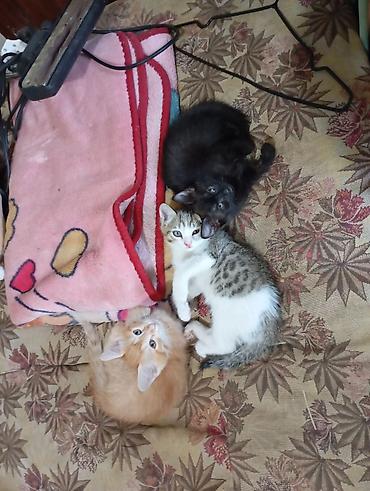 тигил: Котята от домашней кошки - Помёт из трёх котят: рыжий полосатый — 4