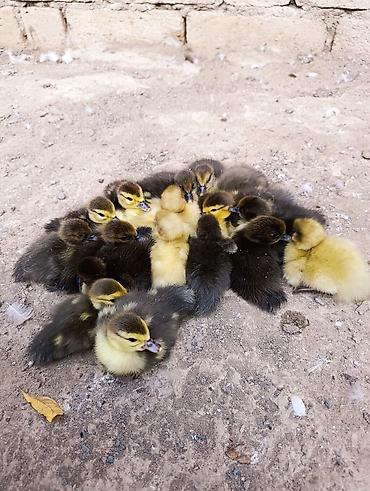 Kənd təsərrüfatı quşları: Satilir 18 dene lal ördek balasi.Ag, gümüşü,qara cinslerdi ünvan — 2