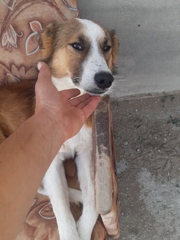 İtlər: KÖÇÜRÜK DEYƏ ÖZ İTLƏRİMDİ ETİBARLİ ƏLLƏRƏ VERİLİR SİYƏZƏNDƏN — 17