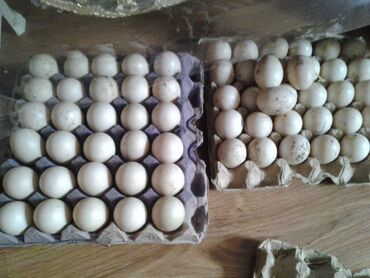 Yumurta: Lal ördək yumurtası krasnadar sortu kariçni 1m 50 qəpik ünvan Gəncə