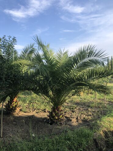 Şitillər: Dekarativ agaclarin satiwi istenilen novde istenilen olcude var elave — 7