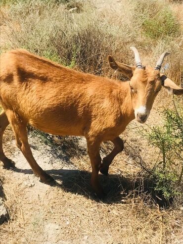 Keçi, çəpiş: Məhsul: Qoyun-keçi təsərrüfatı üçün keçilər Təsvir: - Şəkillərdə — 14