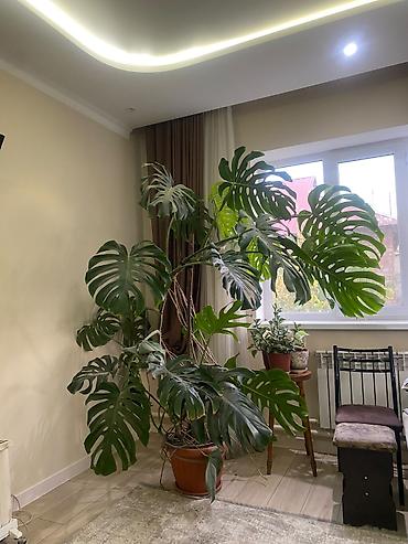 Монстера делициоза (Monstera deliciosa) — крупное комнатное растение с