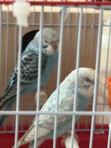 Məhsul: Cüt dalğalı tutuquşu (budgerigar) Təsvir: - Rəng: Açıq