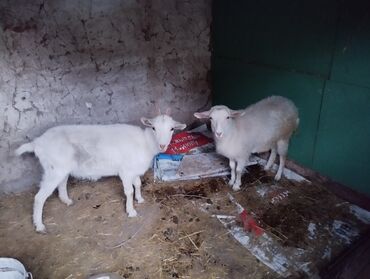 Продаю коза (самка) возраст 9,12 Мец