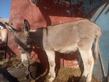 Другие с/х животные: Осёл (серо-бурый), короткошёрстный, домашнего содержания. Основные — 8